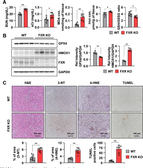 Figure 2 From Farnesoid X Receptor Protects Against Cisplatin Induced