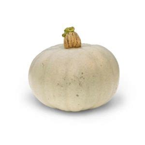 Cucurbits Seed Tozer