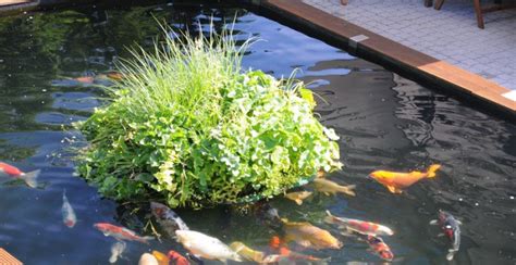 Schwimmende Pflanzeninsel Für Den Koiteich Ein Muss