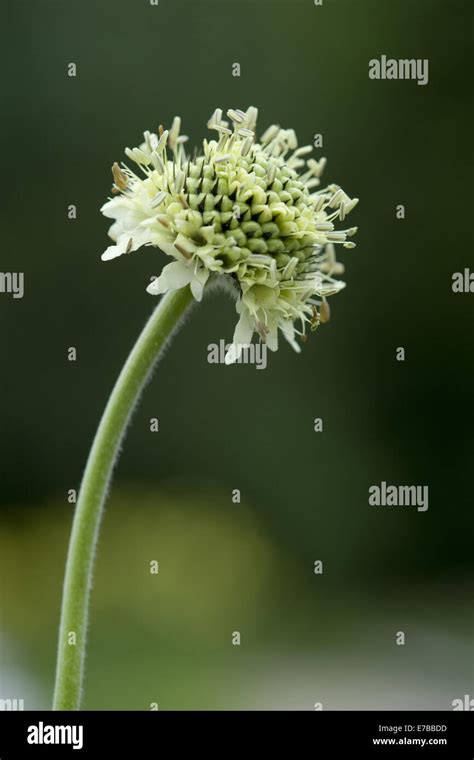 Cephalaria Alpina Banque De Photographies Et Dimages à Haute