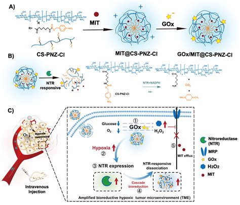 纳米人 Biomaterials：自制备系统可利用gox激发的ntr放大级联反应实现药物释放和耐多药逆转