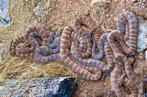 Arizona Reptiles And Amphibians Herping Community Observations