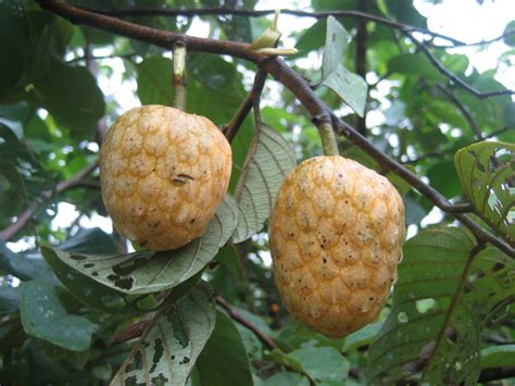 Fruits Annona Senegalensis Wild Custard Apple Soursop