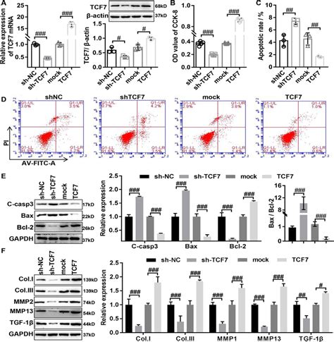 TCF7 Promotes The Proliferation And Fibrosis Of HLF Cells In Vitro A