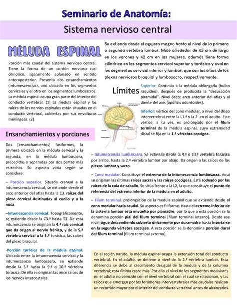 Anatomia De Sistema Nerviosos Central Carmen Carmona Udocz