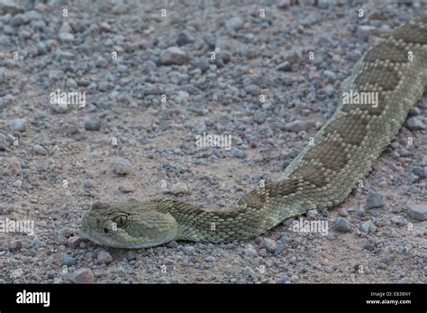 A Northern Mohave Rattlesnake Crotalus Scutulatus Scutulatus Warming