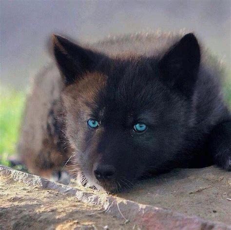 Black wolf with blue eyes : r/aww