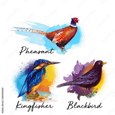 Beautiful bird water color drawing art illustration Stock Illustration | Adobe Stock