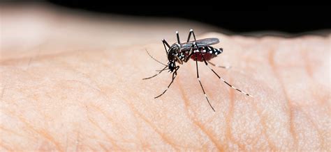 Dengue Fever On The Rise, More Elderly People Being Infected - Buriram ...