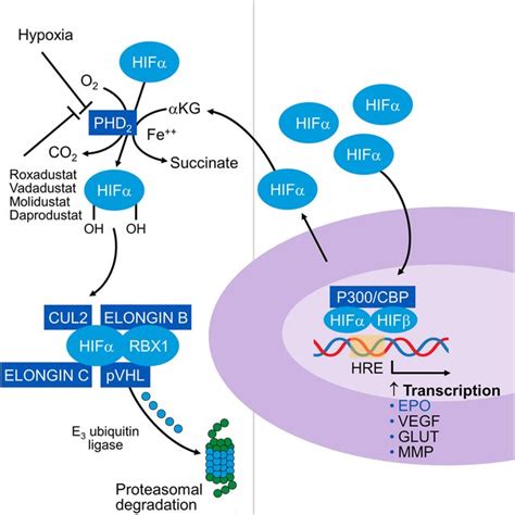 Schema Outlining The Regulation Of Hypoxia Responsive Elements In The