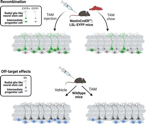 Oral And Injected Tamoxifen Alter Adult Hippocampal Neurogenesis In