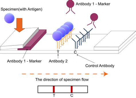 China H Pylori Antigen Rapid Test For Infectious Disease Diagnosis