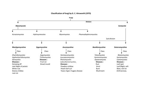 Classification Of Fungi By G Ppt