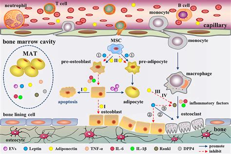 Frontiers The Unique Metabolic Characteristics Of Bone Marrow Adipose Tissue