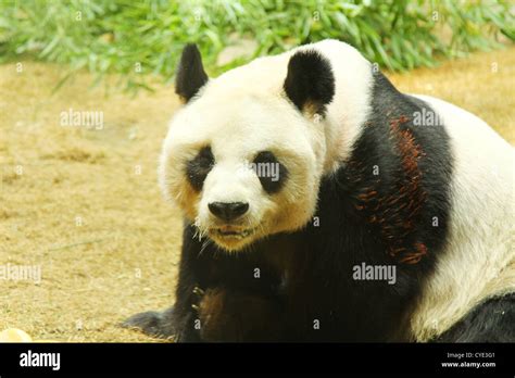 Oso Panda gigante Fotografía de stock - Alamy