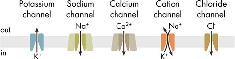 Chlorine Cl Is What Type Of Ion At Clifton Walters Blog