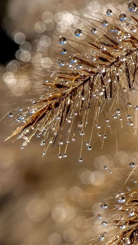 Drops Of Water On A Pine Tree Branch