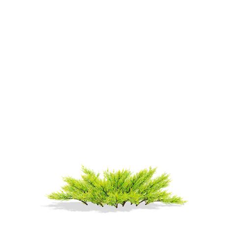 3d Model Juniperus Horizontalis Lime Glow Turbosquid 2060248
