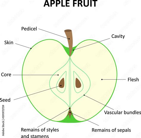 The Fruit Of An Apple Tree The Internal Structure Of The Fruit Of The