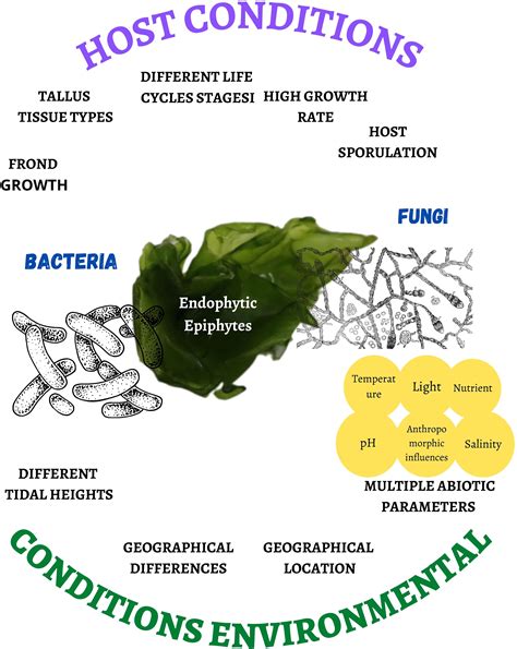 Frontiers Antimicrobial And Production Of Hydrolytic Enzymes