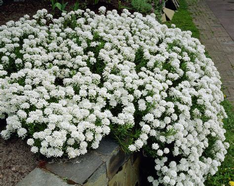 Iberis 'Tahoe Snow White' CANDYTUFT Live Perennial | Etsy