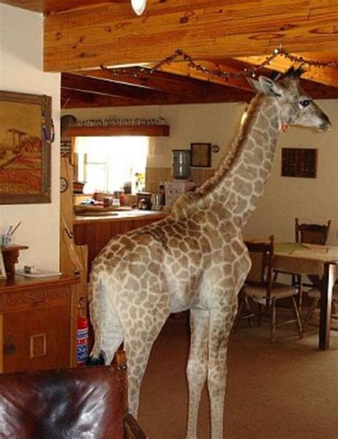 Pet Giraffe from South Africa (10 pics) - Izismile.com