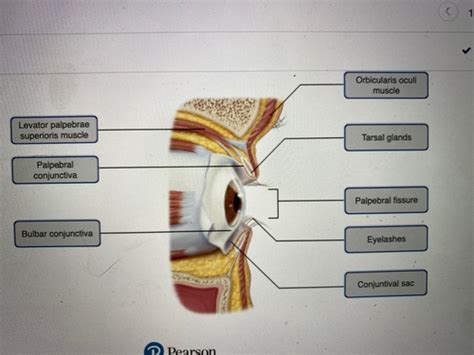 Aandp2 Lab 2 Homework Flashcards Quizlet