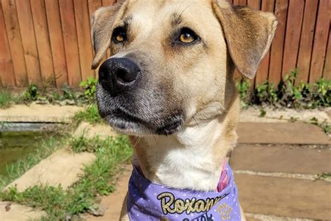 adorable dogs    homes  bristol