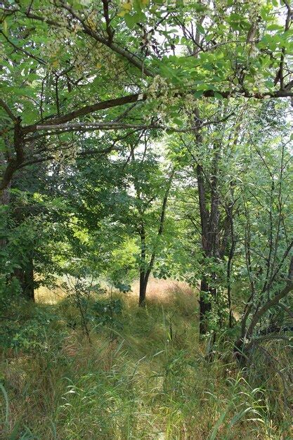 Un grupo de árboles en un bosque Foto Premium