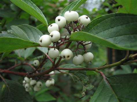 Coral Bark Dogwood Siberian Tatarian Dogwood Cornus alba sibirica Shrub Seeds 20 - Seeds