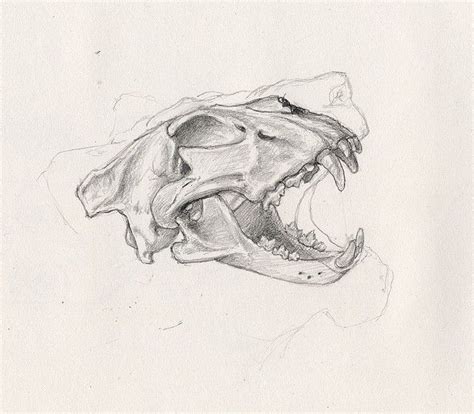 Lion Skull Drawing
