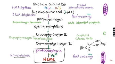 Hemoglobin Heme And Porphyria Flashcards Quizlet