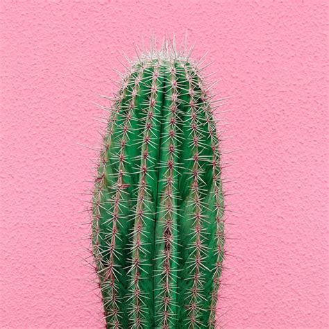 Plantas En El Cactus De Concepto Rosa Foto Premium