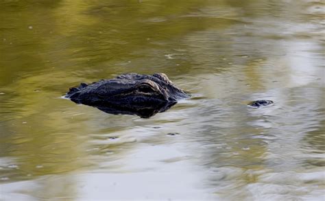 Alligator Eyes Free Stock Photo - Public Domain Pictures