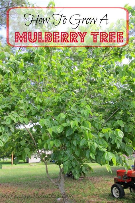 Fruitless Mulberry Tree Identification Maira Yeager