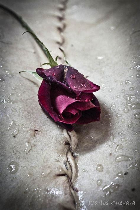 November Rain