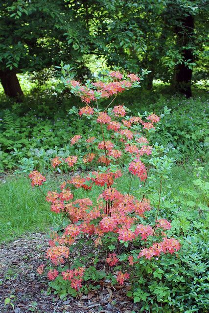 Rhododendron Gandavense Hybrid Cuprea Pulchella BG M Flickr