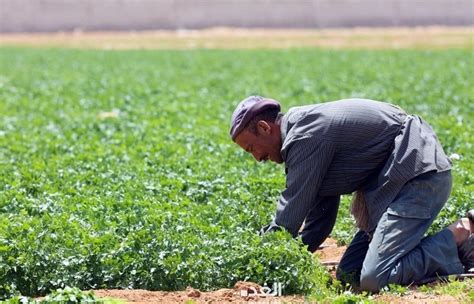 زراعة الكرك خطط لتطوير القطاع وتوفير فرص العمل 22 الاعلامي