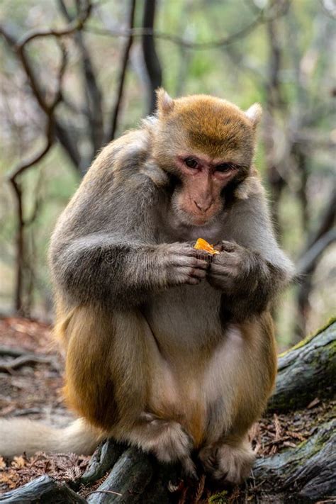 Chimpanzee eating fruit stock image. Image of close, wildlife - 28232973