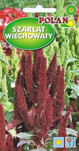 Szarłat wiechowaty Red Fox 2g Amaranthus paniculatus nasiona