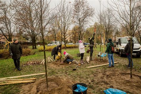 Krakowski Deweloper Sadzi Drzewa Na Woli Duchackiej Galeria Krknews