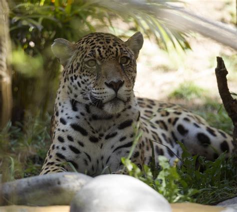 Video America S Only Known Wild Jaguar Caught On Camera Newsweek