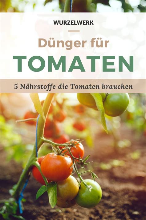 Tomaten Richtig D Ngen Wann Wie Mit Welchen D Ngern D Nger F R