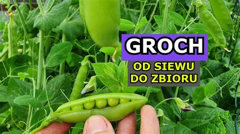 Uprawa Grochu OD SIEWU DO ZBIORU Siew Podpory Podlewanie