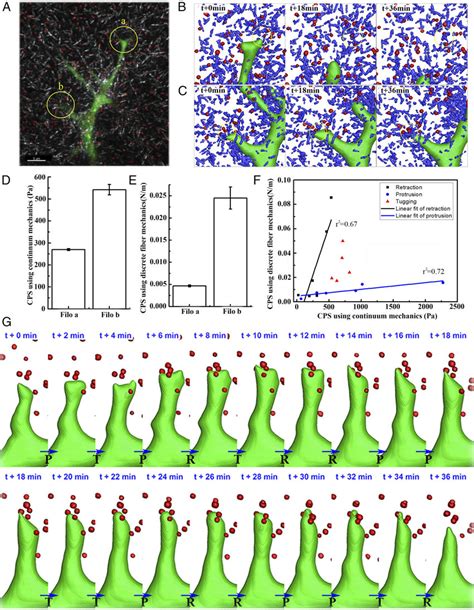 Experimental Measurements Of Filopodial Mechanosensing Local Ecm