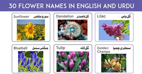 Flower Word Meaning In Urdu Home Alqu