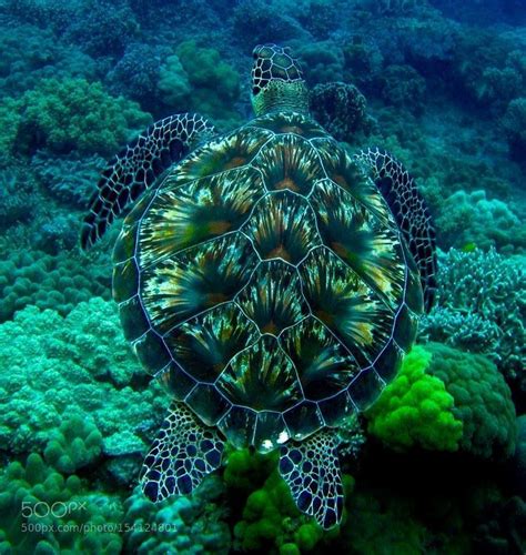 Stunning sea turtle shell : r/woahdude