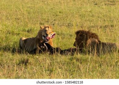 278 Lions eating antelope Images, Stock Photos & Vectors | Shutterstock