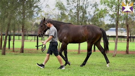 Lot 441 Capitalist X Sensitive Colt Youtube