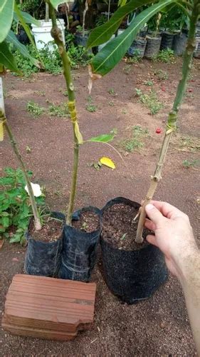 Mudas De Manga Espada Enxertada à venda em Camaragibe Pernambuco por